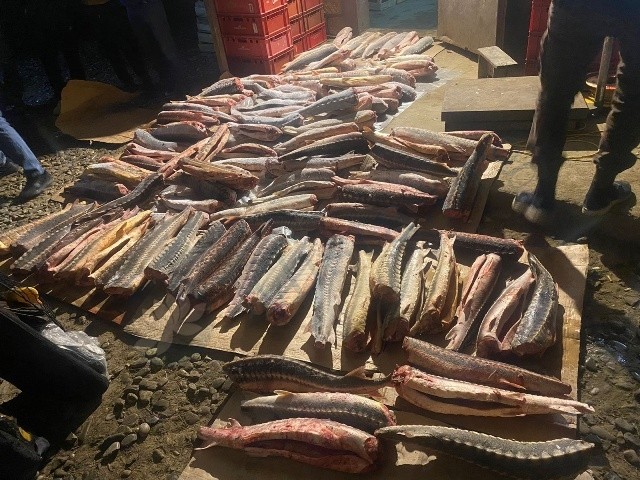 В Калмыкии полицейские изъяли 111 экземпляров незаконно добытой рыбы осетровых пород