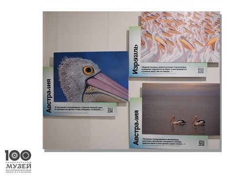 В Национальном музее откроется международная интерактивная фотовыставка «Пеликантность. Пеликаны мира»
