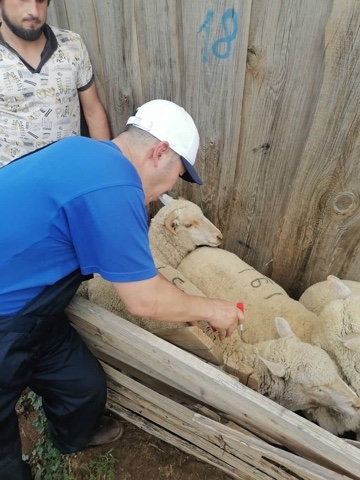 В хозяйствах Калмыкии проводят чипирование скота