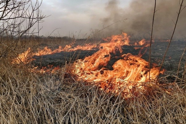 Управление Россельхознадзора по Калмыкии напоминает о недопустимости сжигания сухой растительности 