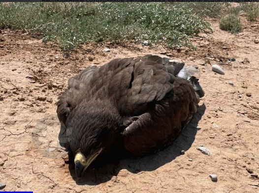 Туристы из Москвы спасли в Калмыкии краснокнижного степного орла