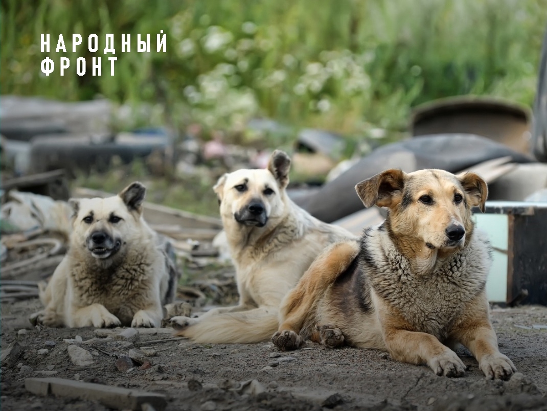 ОНФ Калмыкии просит пересмотреть проект строительства приюта для бездомных животных