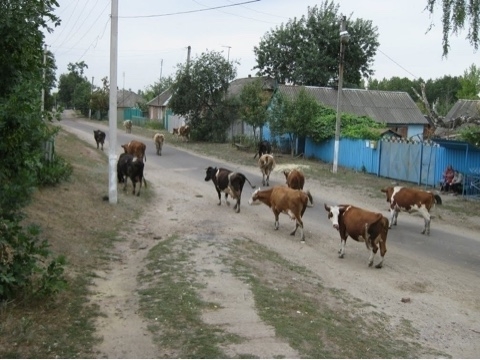 В поселке Комсомольский местная власть штрафует владельцев сельхозживотных