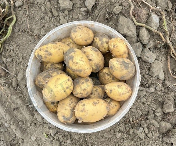 В Калмыкии закончилась уборка картофеля и овощей