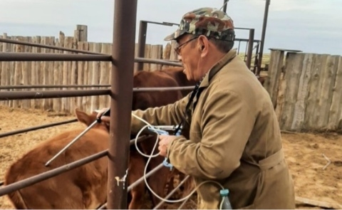 В Черноземельском районе провели вакцинацию крупного рогатого скота