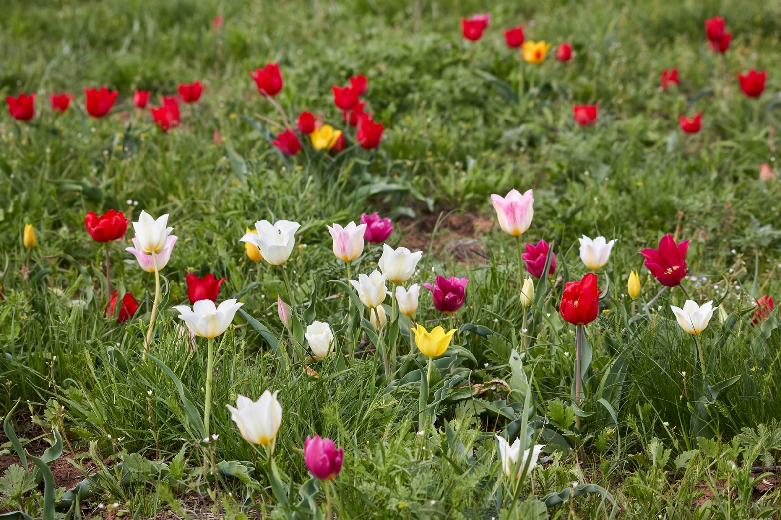 Минприроды Калмыкии озвучило штрафы за уничтожение тюльпанов