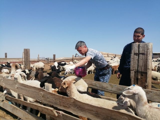 Житель Калмыкии лишился более 150 овец за долги