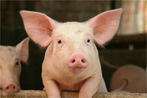 В Калмыкии сняли карантин по чуме свиней