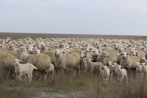 В Ики-Бурульском районе найдена пропавшая отара овец