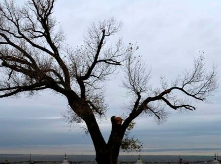 В Калмыкии Одинокий тополь защищают от ветра