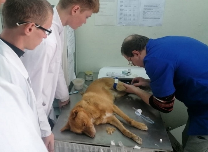 Будущие ветеринары Калмыкии получили мастер-класс от профессионалов