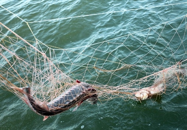 В Лаганском районе пресечена незаконная добыча рыбы