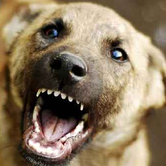 С ветеринарии Калмыкии взыщут компенсацию морального вреда, причиненного укусом бездомной собаки