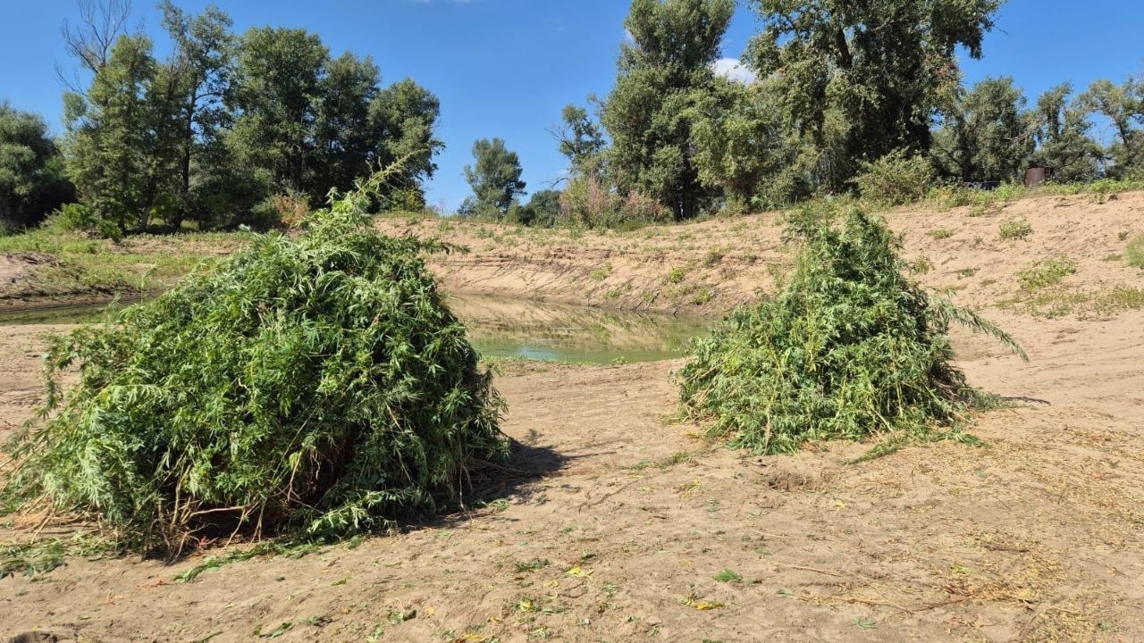 В Калмыкии подвели итоги операции «Мак-2025»