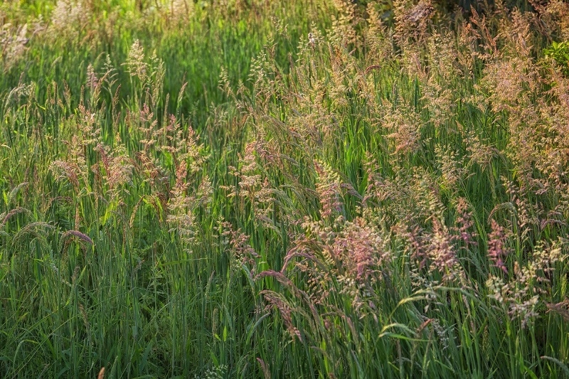 В Калмыкии за неисполнение предписания Росcельхознадзора собственник сельхозземель привлечен  к ответственности