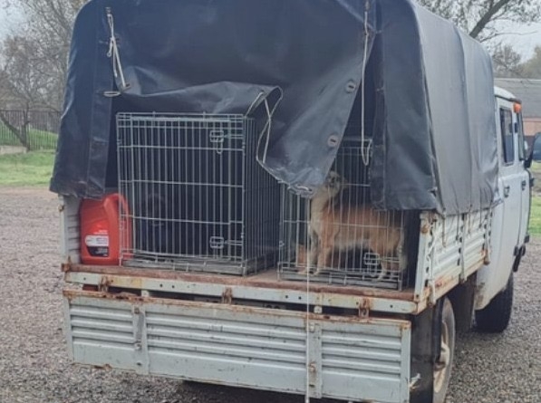 Бездомных собак в Яшалтинском районе отправили в Элисту