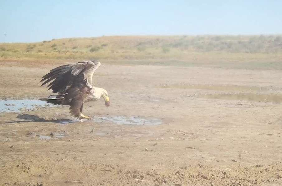 В фотоловушку в заповеднике Калмыкии попал стервятник