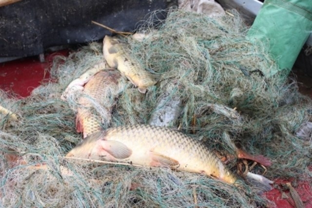Полиция активно пресекает незаконную добычу рыбы
