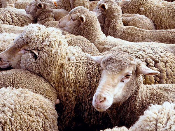 Кетченеровского работника задержали за растрату овец