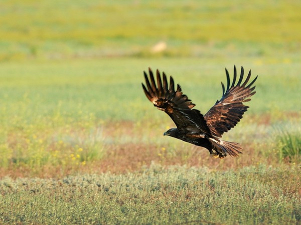 В регионе создан заказник для сохранения степного орла