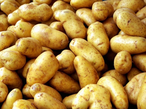 В регион незаконно завезли 14 тонн липецкой картошки
