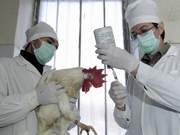 Калмыкия получит 500 тыс. вакцин от птичьего гриппа