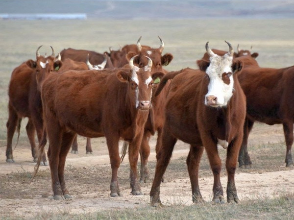 В Калмыкии зимовка скота завершается без осложнений