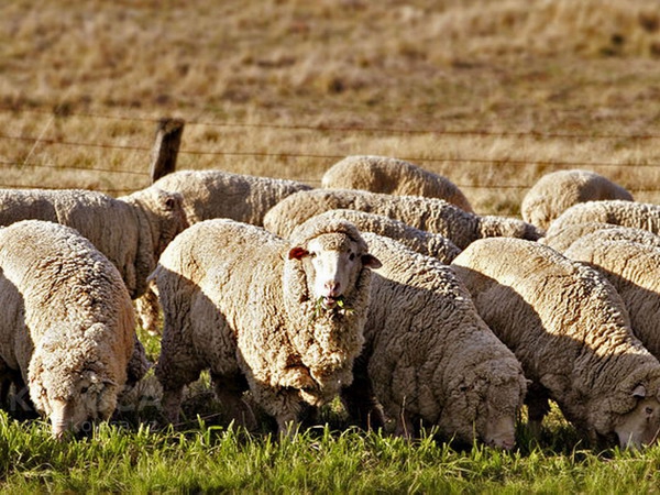 В Калмыкии и Ставрополье выводят новую породу овец