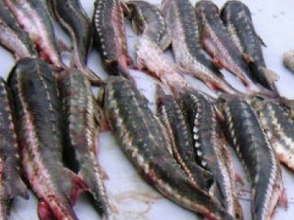 В Лагани задержали мужчину с рыбой осетровых видов