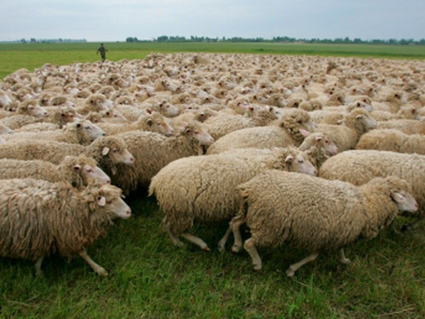 Приставы за долги арестовали отару овец СПК «Юста»
