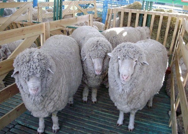 Овцеводы региона готовятся к 18-й Российской выставке