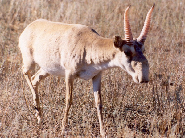 В регионе создадут отряды для защиты степных антилоп