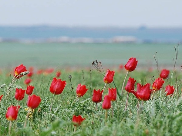 Точная дата Фестиваля тюльпанов все еще не определена