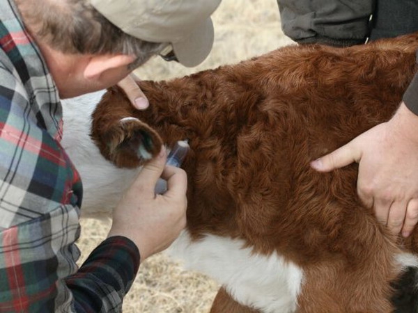 В хозяйствах Калмыкии идет осенняя вакцинация скота